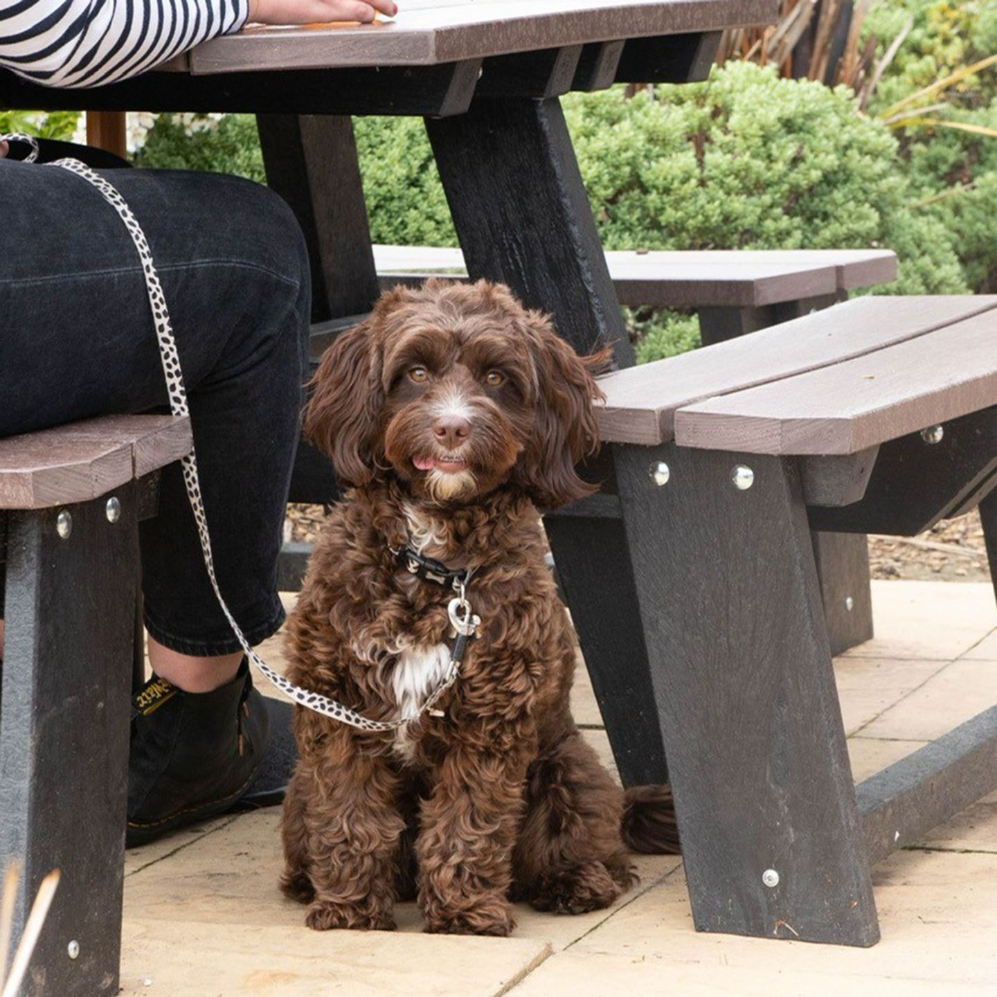 Your local dog friendly pub in Shardlow Derby